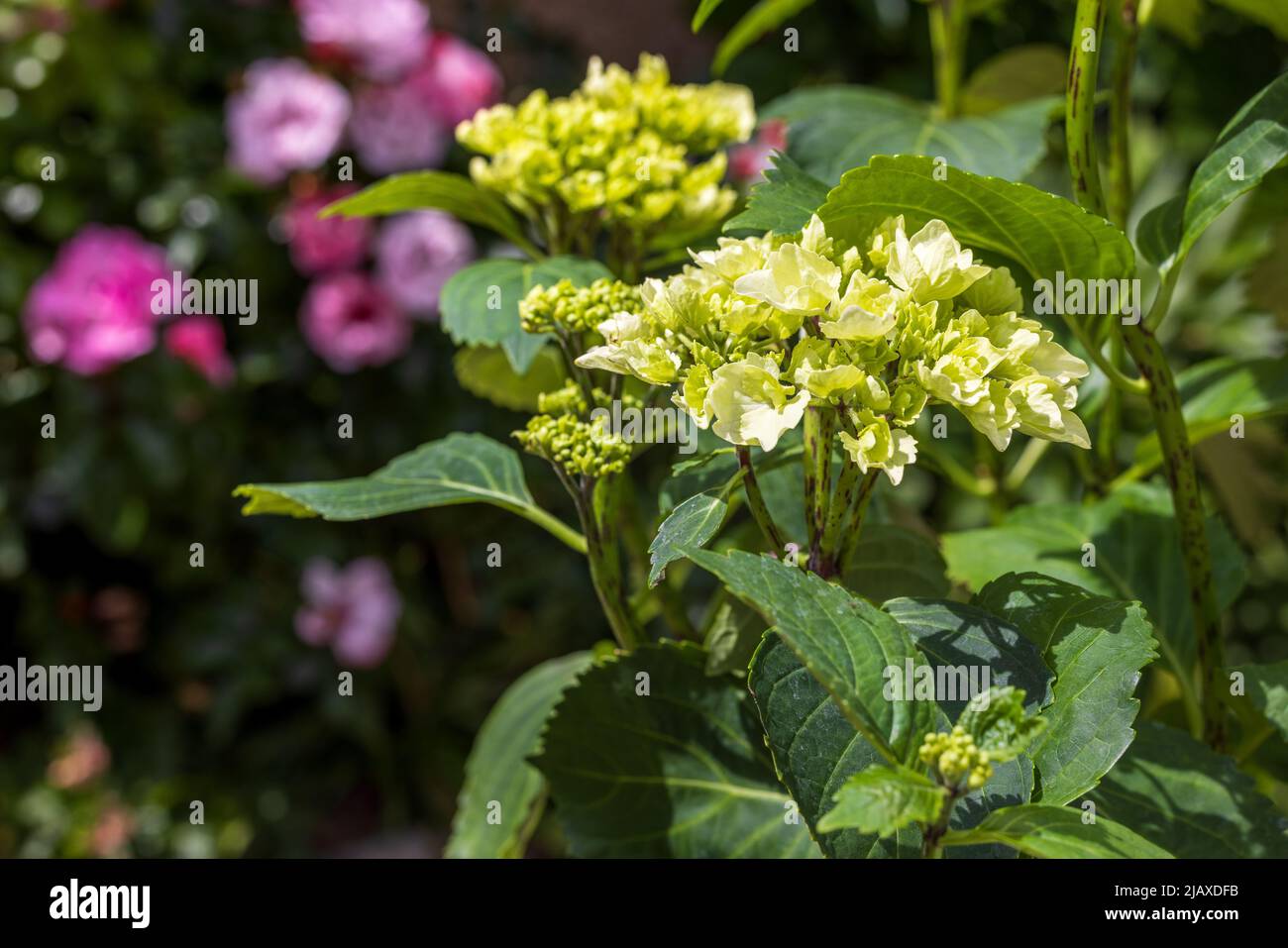 Hydrangea macrophylla ‘Wudu’ Stock Photo