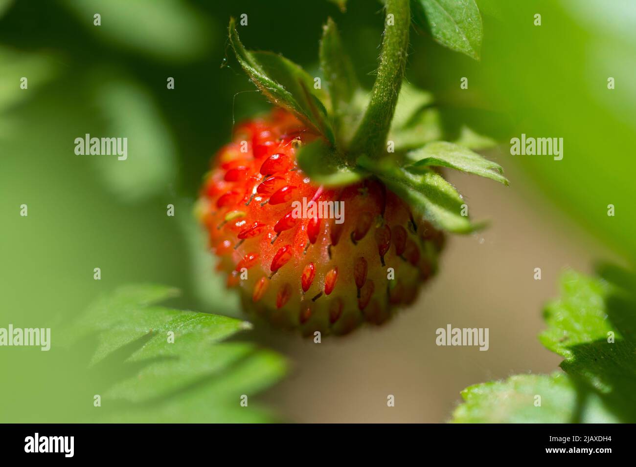 wild strawberry with forest bacground Stock Photo