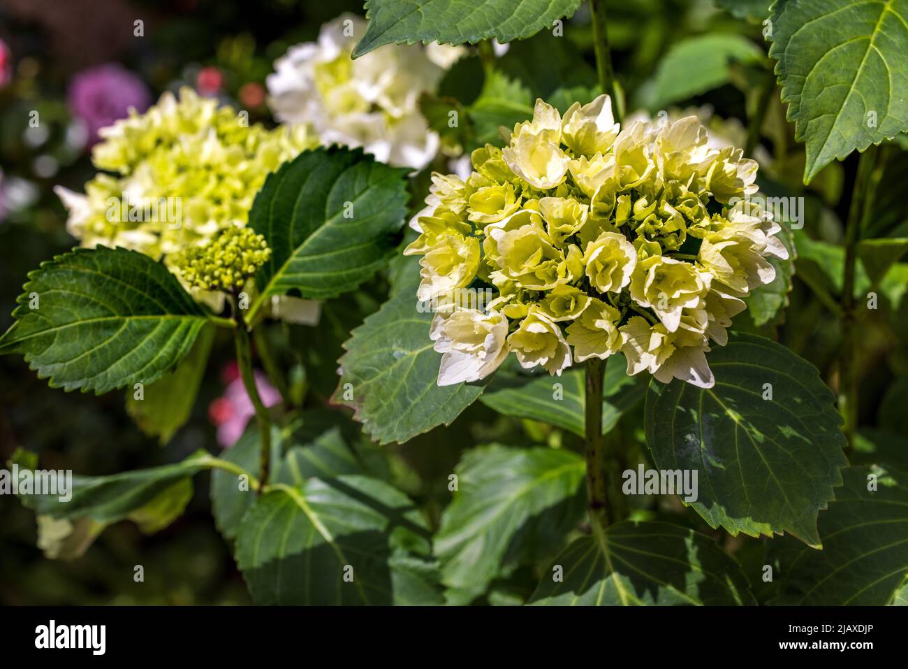 Hydrangea macrophylla ‘Wudu’ Stock Photo