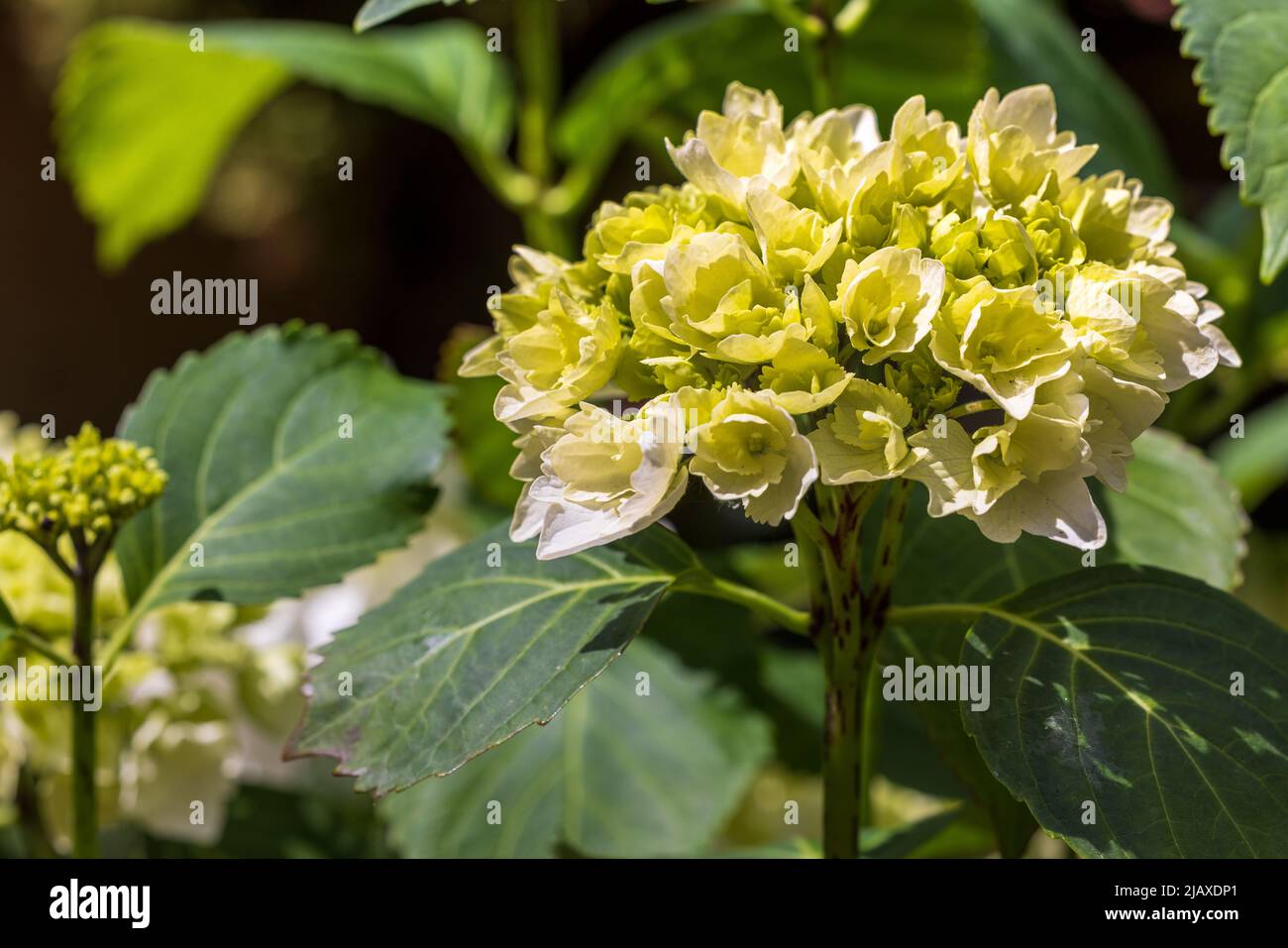 Hydrangea macrophylla ‘Wudu’ Stock Photo