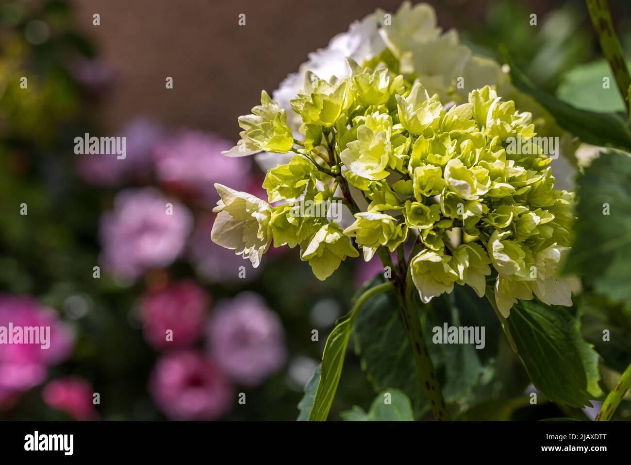 Hydrangea macrophylla ‘Wudu’ Stock Photo