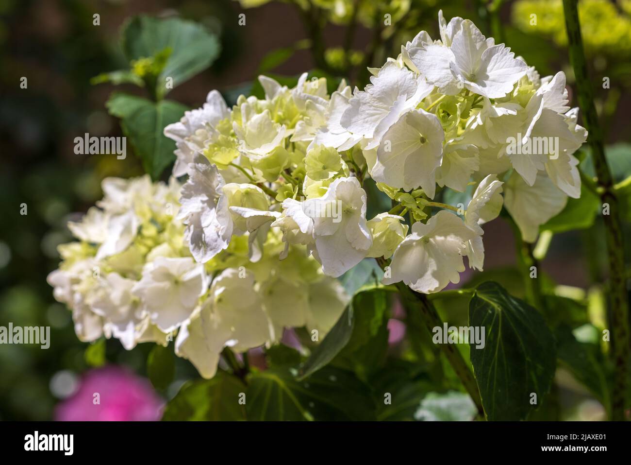 Hydrangea macrophylla ‘Wudu’ Stock Photo