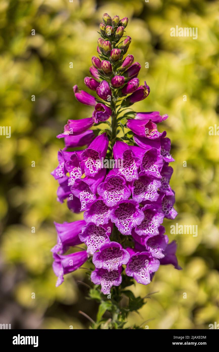 Digitalis purpurea 'Dalmatian Purple' Stock Photo Alamy