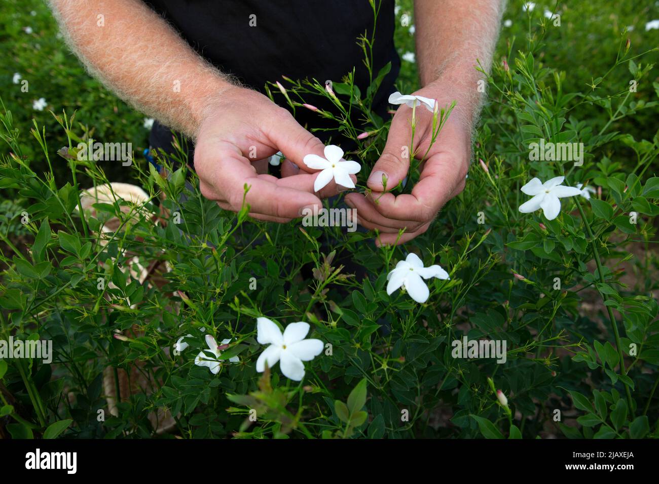 Pierre Chiarla, 29, perfume flower grower hand picking jasmine flowers in his field in Grasse, France on September 10, 2021. It takes between 7,000 and 10,000 jasmine flowers to make up 1 kilogram (2.2 pounds). And it takes about a ton of flowers to extract a kilo of jasmine absolute. Each kilo is worth over 50,000 euros, about $59,000. Chiarla says “jasmine is so delicate that it still must be picked by hand.” He says climate change is a concern. 'We are worried because we are seeing, for example, freezing temperatures and hail in the spring much more frequently,' says Chiarla. Grasse has had Stock Photo