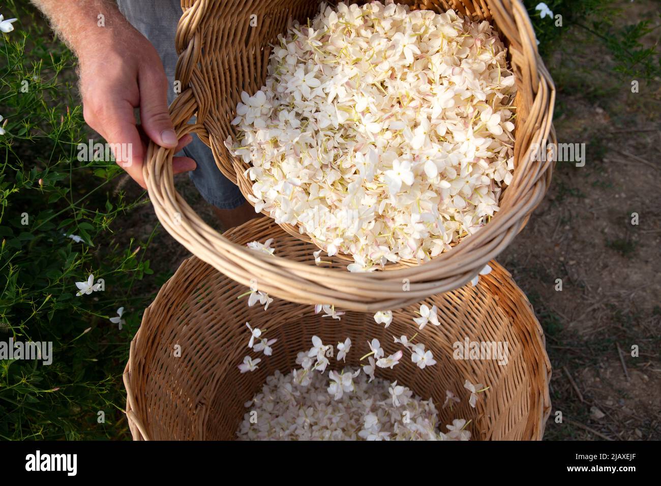 Pierre Chiarla, 29, perfume flower grower picks jasmine flowers in his field in Grasse, France on September 10, 2021. It takes between 7,000 and 10,000 jasmine flowers to make up 1 kilogram (2.2 pounds). And it takes about a ton of flowers to extract a kilo of jasmine absolute. Each kilo is worth over 50,000 euros, about $59,000. Chiarla says “jasmine is so delicate that it still must be picked by hand.” He says climate change is a concern. 'We are worried because we are seeing, for example, freezing temperatures and hail in the spring much more frequently,' says Chiarla. Grasse has had a pros Stock Photo