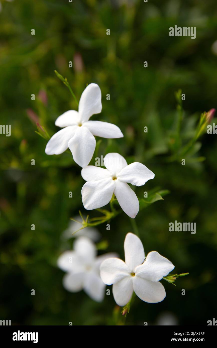 Jasmine flowers in a field in Grasse, France on September 10, 2021. It