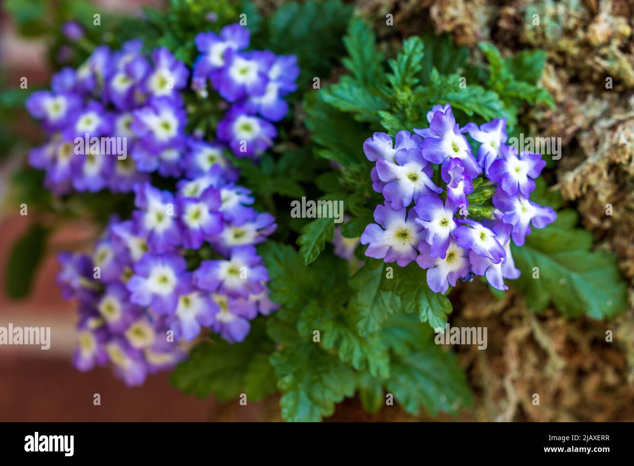 Beautiful purple and white Verbena Stock Photo