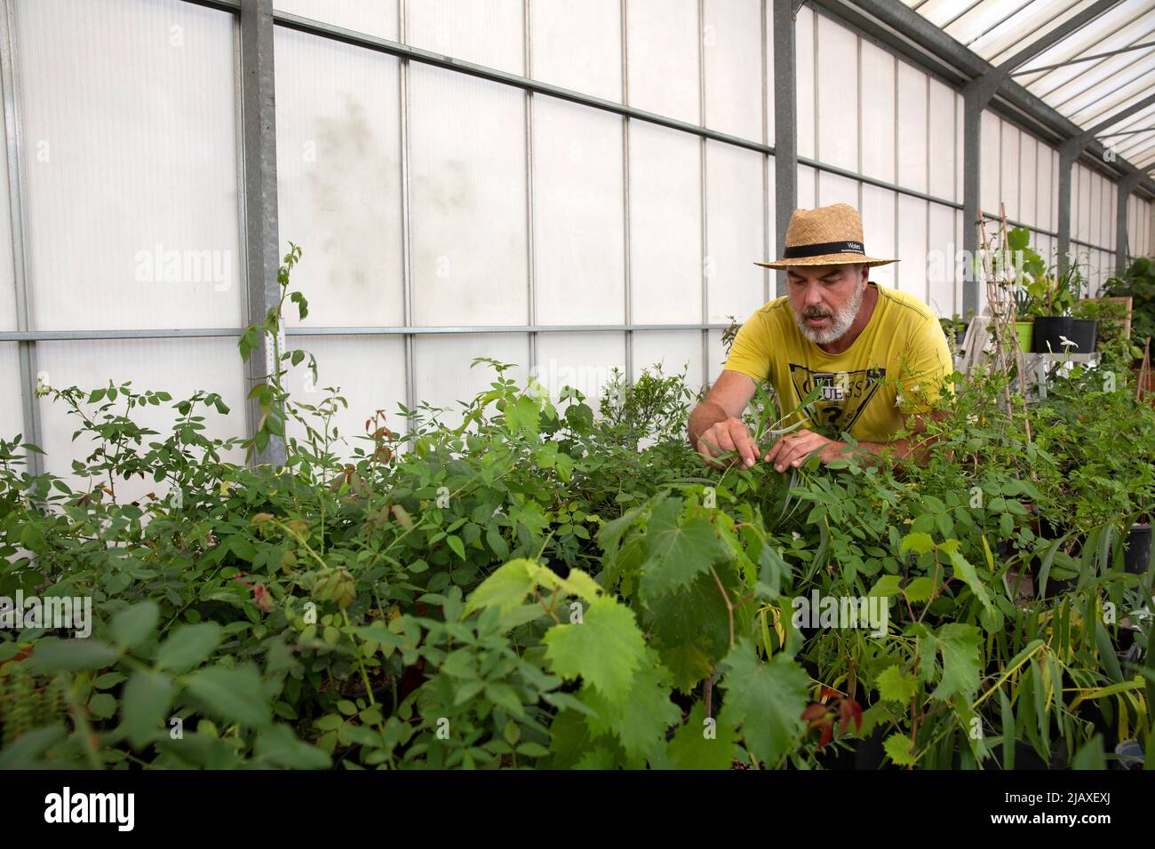 Christophe Mege, 49, head gardener, portrayed in the green house of the International Perfume Museum's Gardens in Grasse, France on September 10, 2021. 'The same rose or the same jasmine grown in Egypt or Morocco, it will be different from the rose grown in Grasse,' Christophe Meze says. 'It's like wine, you can have the same type of grape, but you won't have the same wine because of the sun, because of the soil, because of the terroir.' Grasse has had a prospering perfume industry since the end of the 18th century and is considered the world's capital of perfume. There are numerous of old 'pa Stock Photo