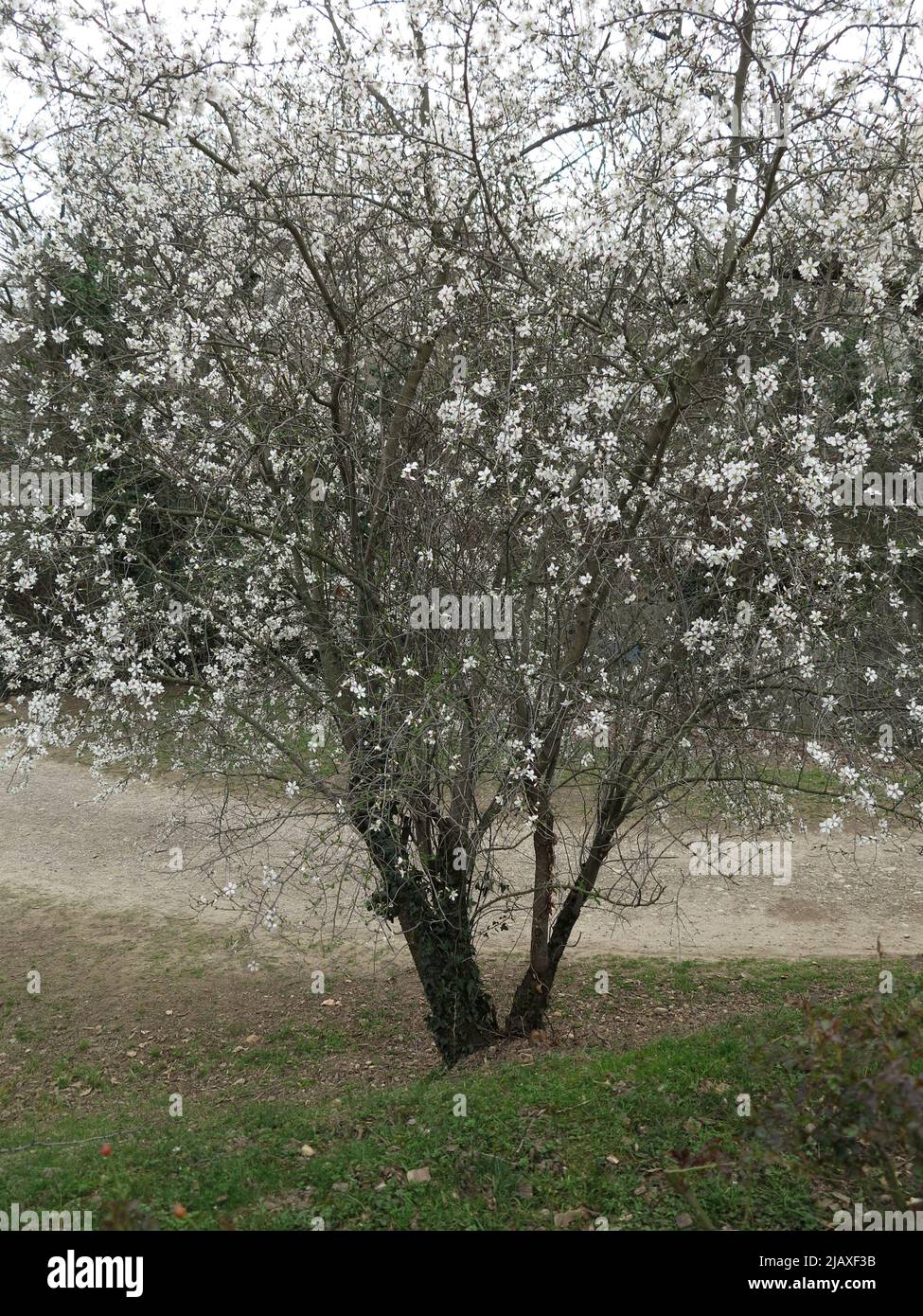 Cherry tree in bloom - Fort de Côte-Lorette - Saint-Genis-Laval - Rhone - Auvergne-Rhone-Alpes - France Stock Photo