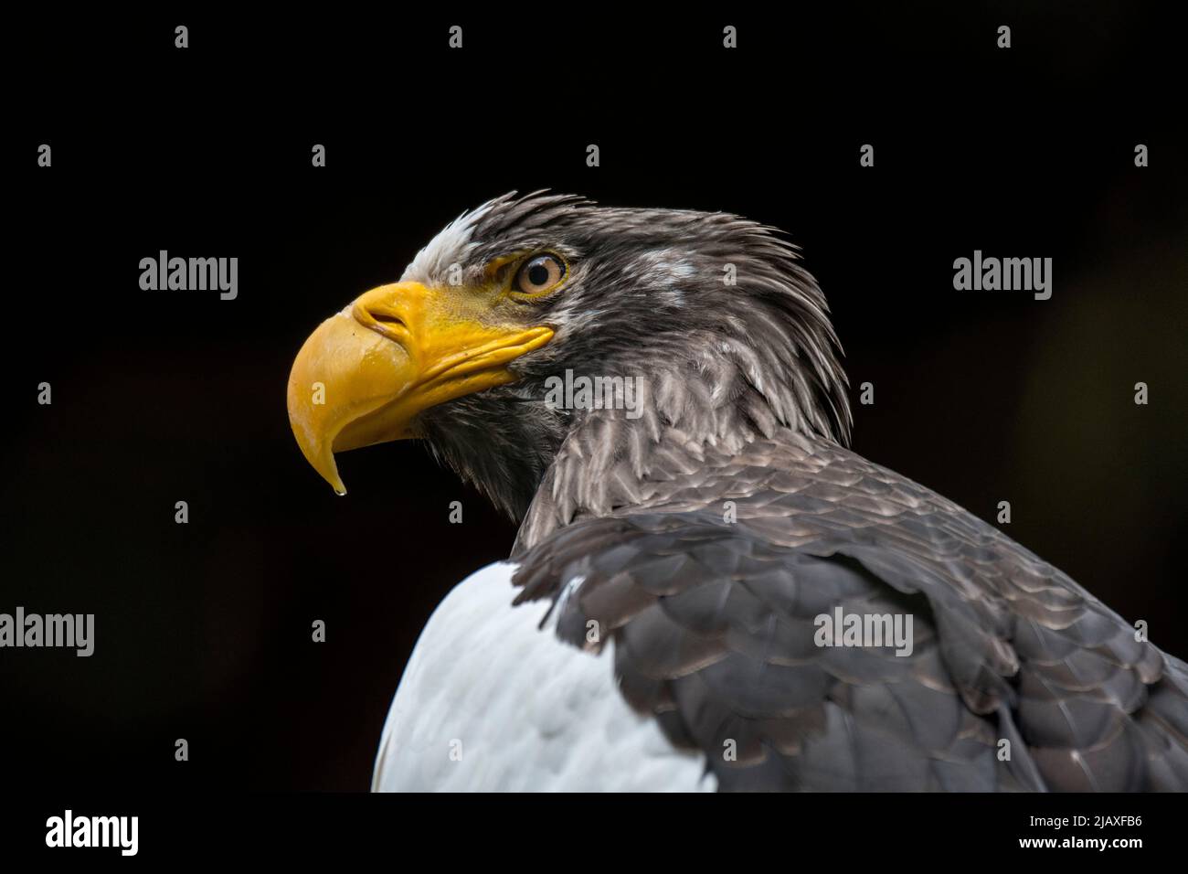 Steller's sea eagle / Pacific sea eagle / white-shouldered eagle (Haliaeetus pelagicus), bird of prey endemic to Northeast Asia Stock Photo