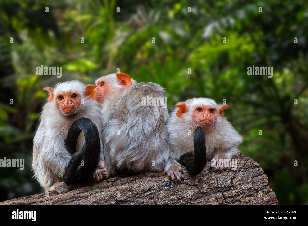 Three silvery marmosets (Mico argentatus Callithrix argentata) in tree, tropical monkeys native to the eastern Amazon rainforest in Brazil Stock Photo