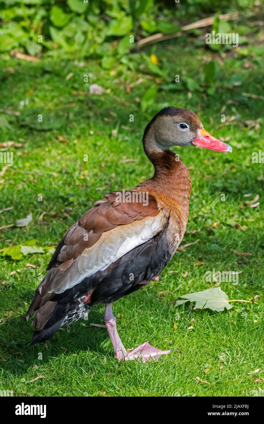 Black-bellied whistling duck / black-bellied tree duck (Dendrocygna autumnalis) native to tropical Central and South America Stock Photo
