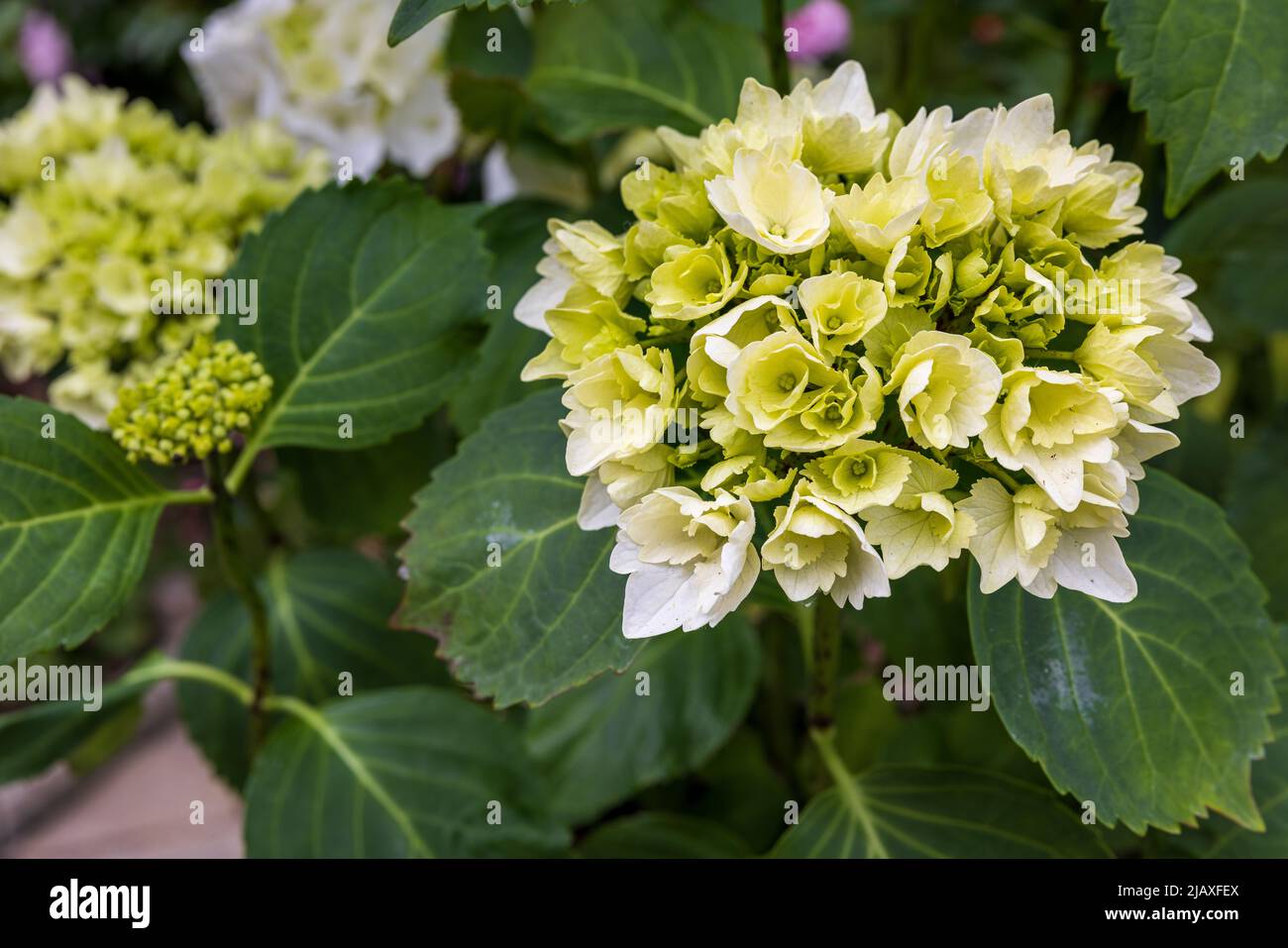 Hydrangea macrophylla ‘Wudu’ Stock Photo