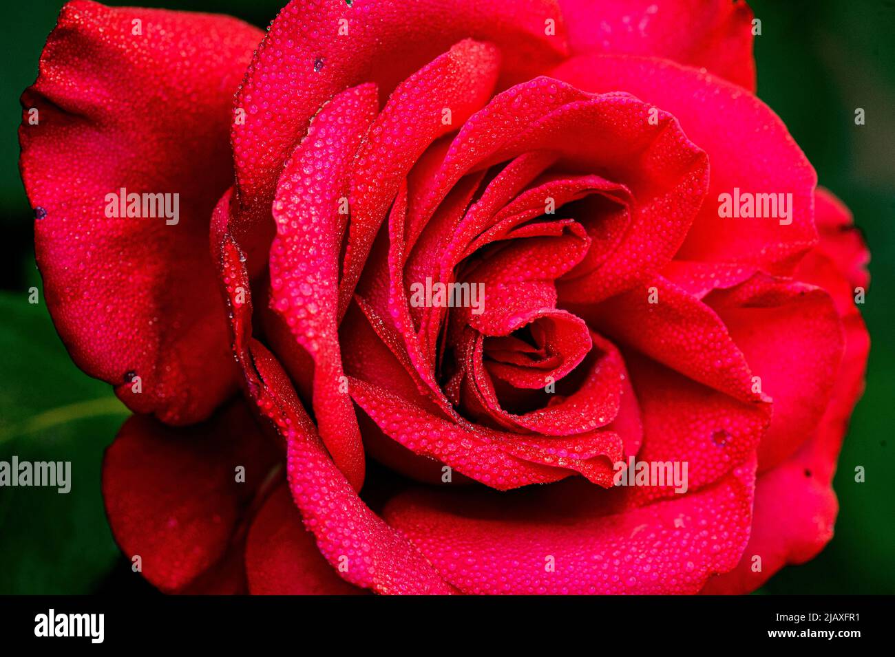 Close-up of a red rose wet with morning dew. The purple and red colors of this flower are highlighted by a light morning dew. Stock Photo