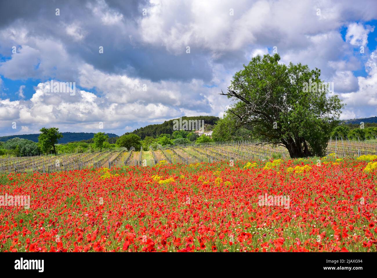 Blooming field of poppies in the Luberon, near the village of Gordes in Provence, Var department, France, Europe Stock Photo