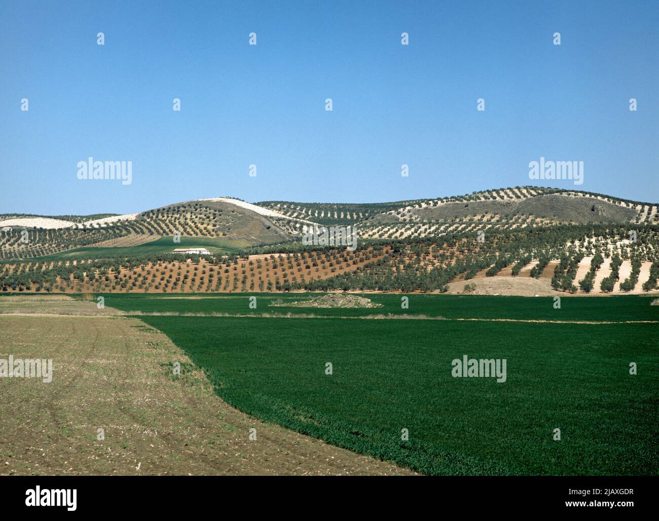 Andalusien, Landschaft bei Jaen Stock Photo