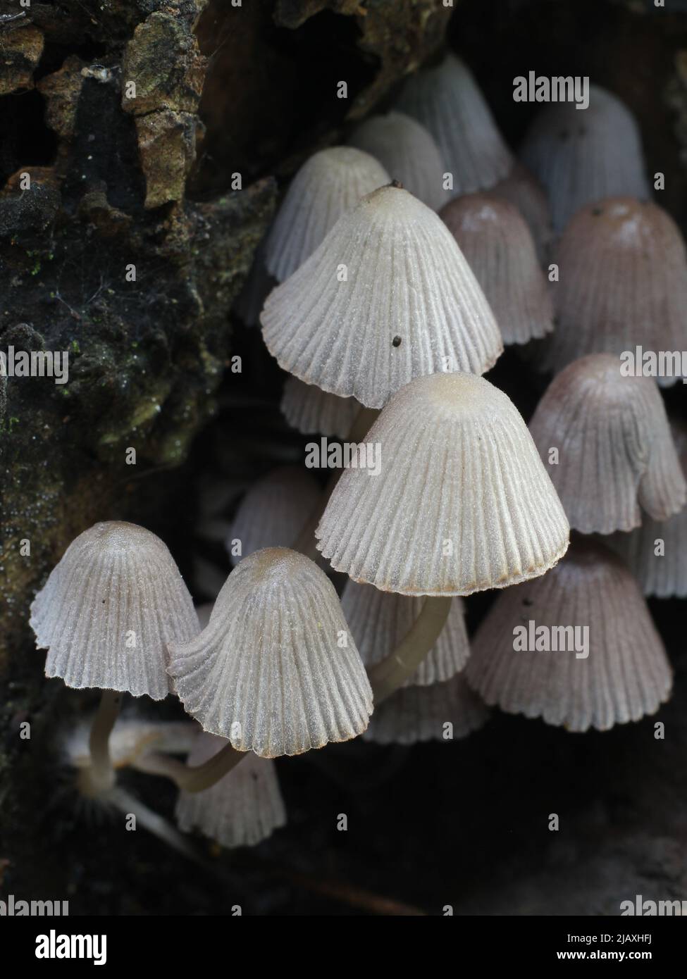 Fairy Inkcap mushroom (Coprinellus disseminatus) on tree bark Stock Photo