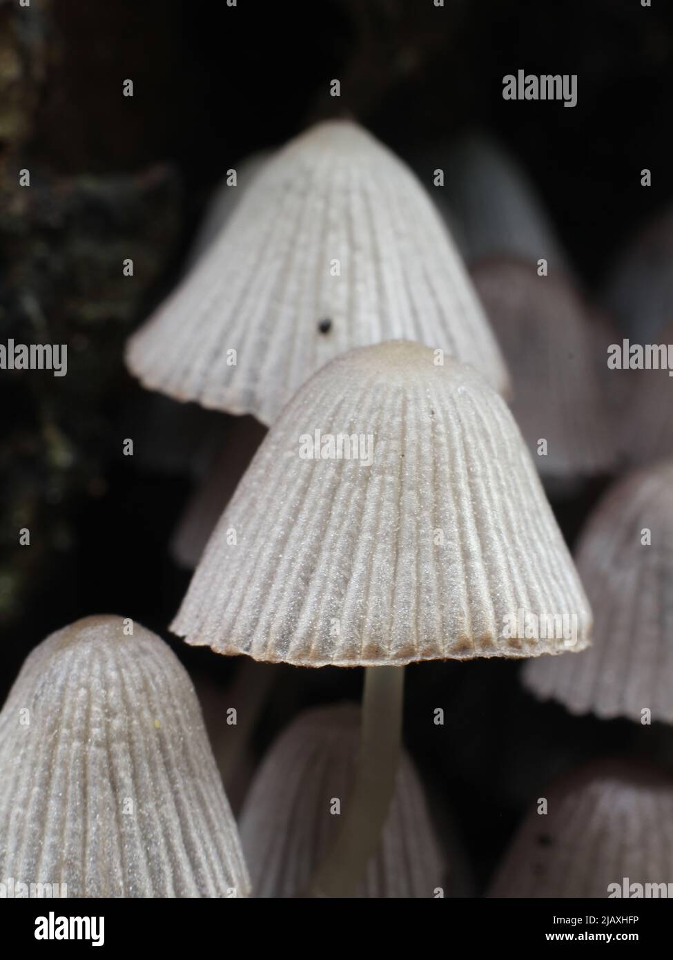 Fairy Inkcap mushroom (Coprinellus disseminatus) on tree bark Stock Photo
