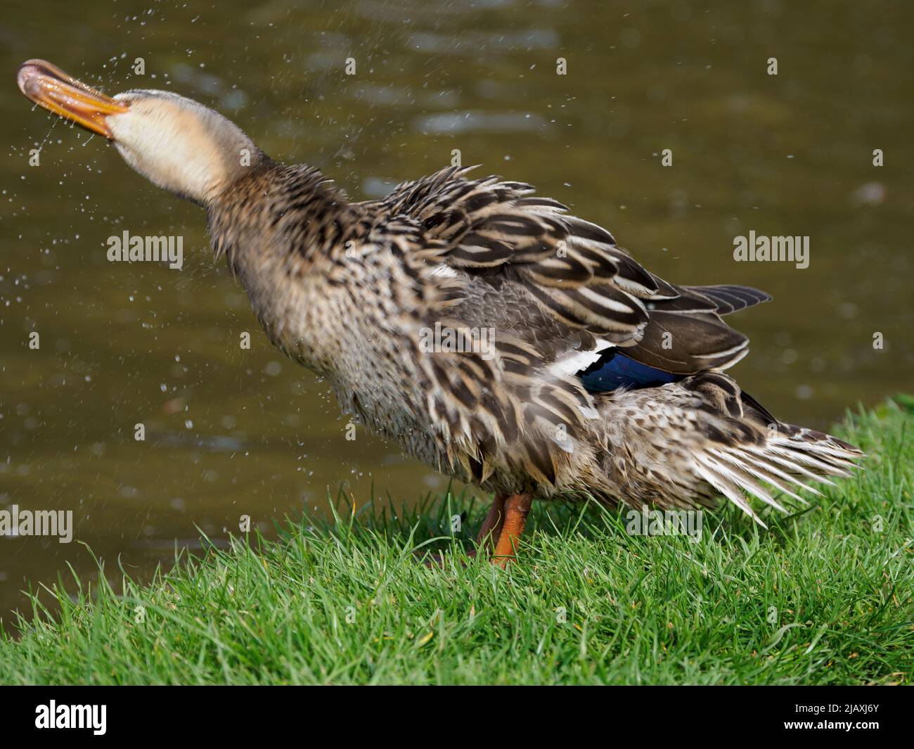 Female Mallard duck, Anas platyrhynchos, shaking water off plumage, UK Stock Photo