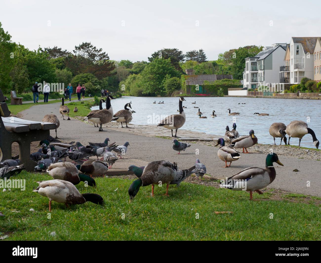 Wild birds looking for food at a common feeding area along the Bude Canal, Cornwall, UK Stock Photo