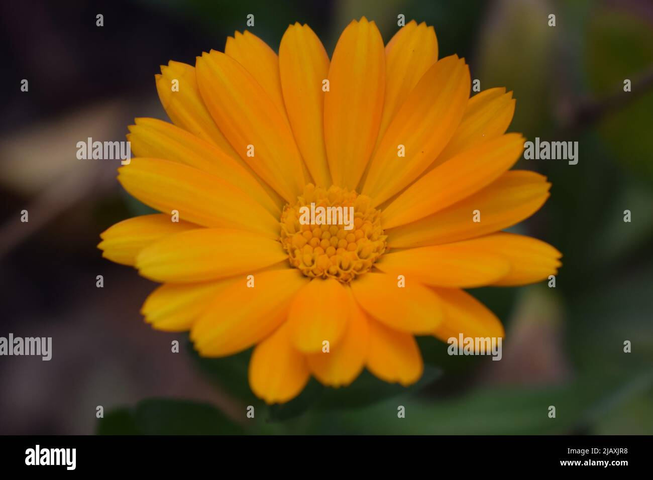 Blooming marigold flowers. Orange calendula on a green grass. Garden with calendula. Garden flowers. Nature flowers in garden. BYellow-orange petals. Stock Photo