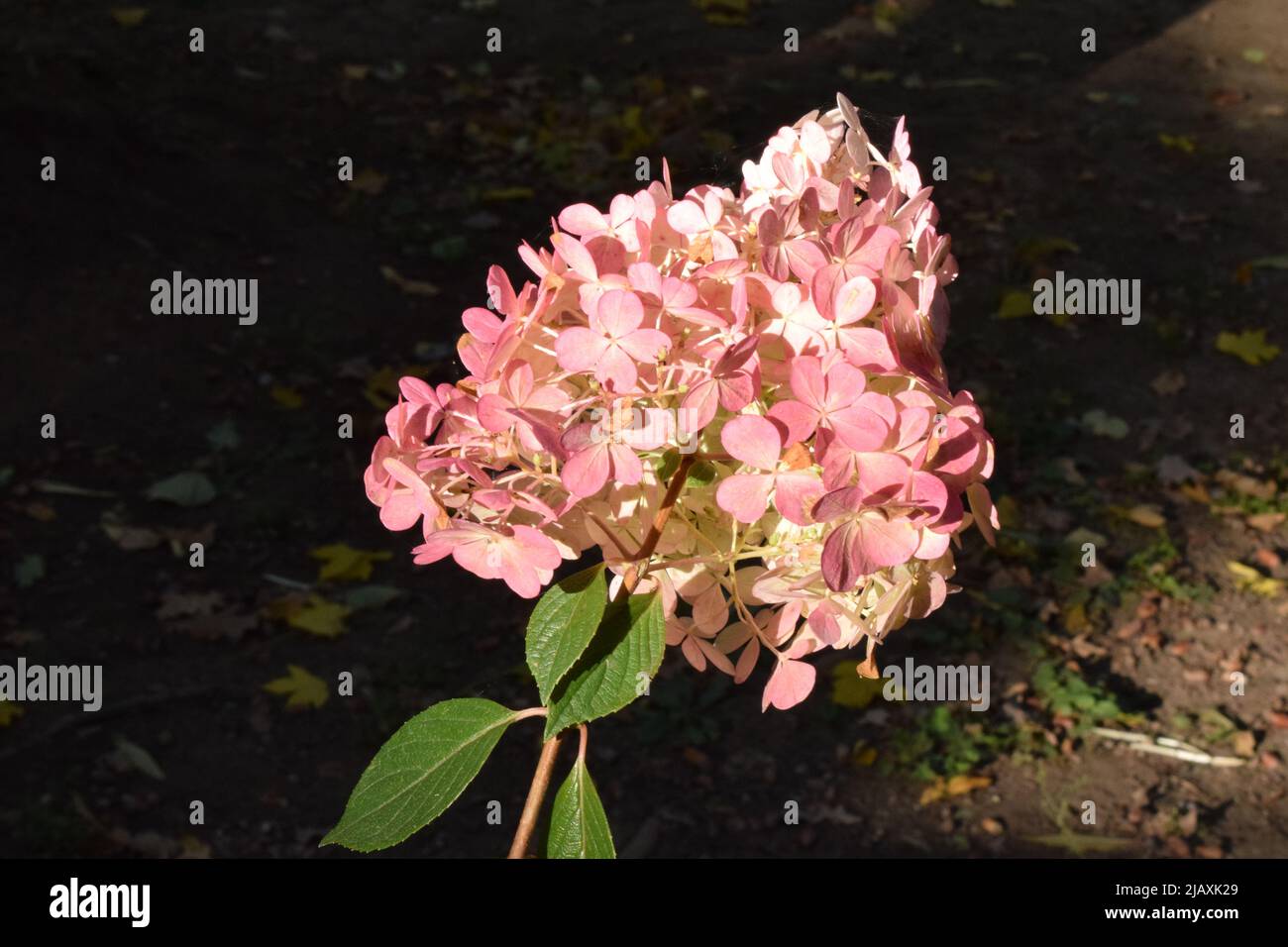Blooming Hydrangea paniculata Grandiflora. Pink and white flowers of ...