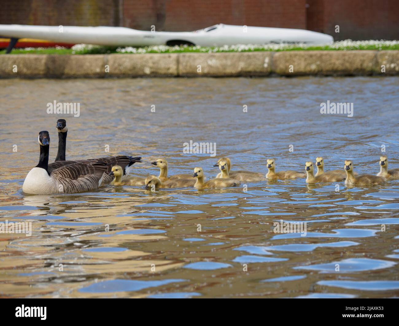 Canada geese and goslings, Branta canadensis on the Bude Canal, Cornwall, UK Stock Photo