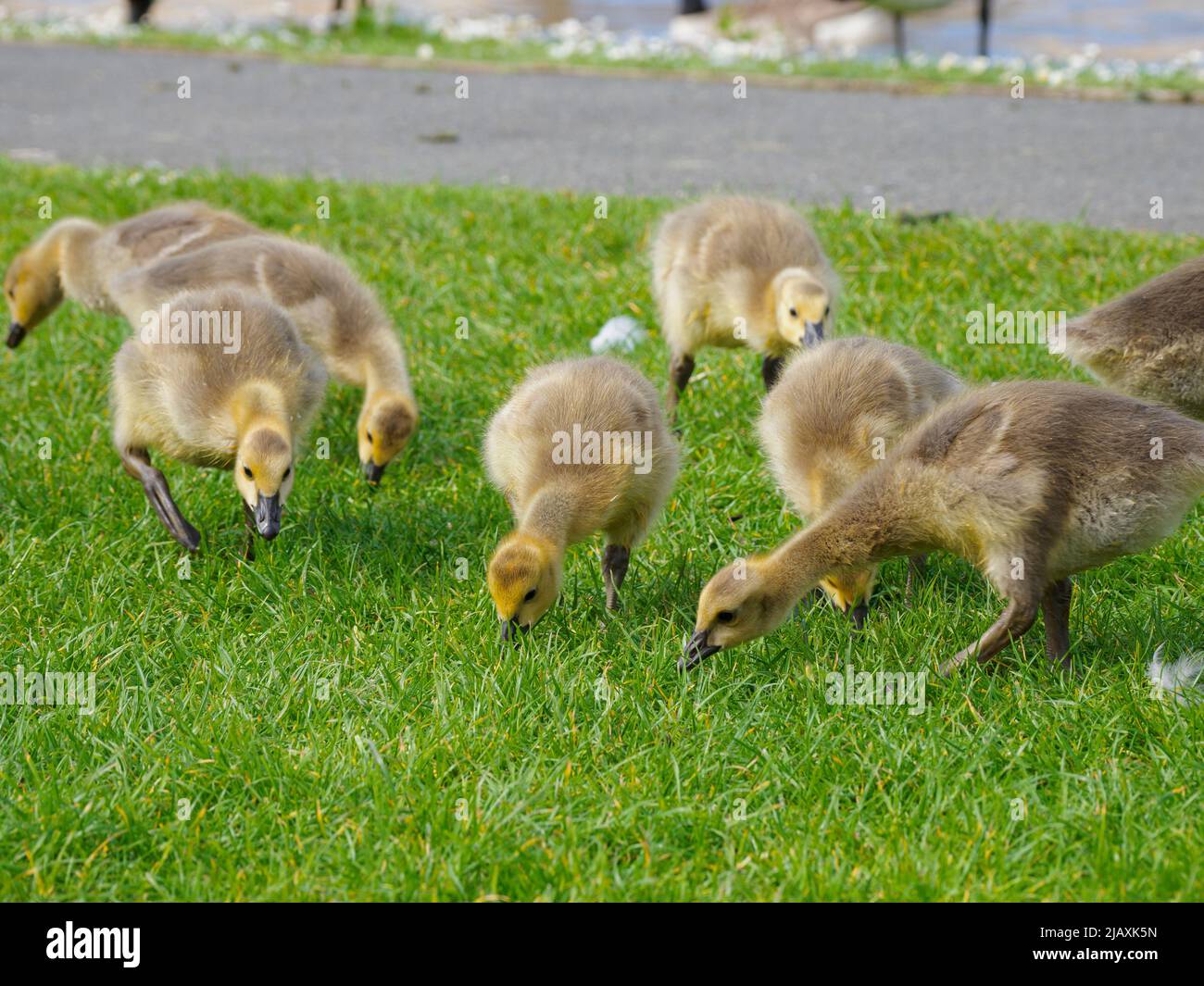 Goslings grazing grass beside the Bude canal, Cornwall, UK Stock Photo