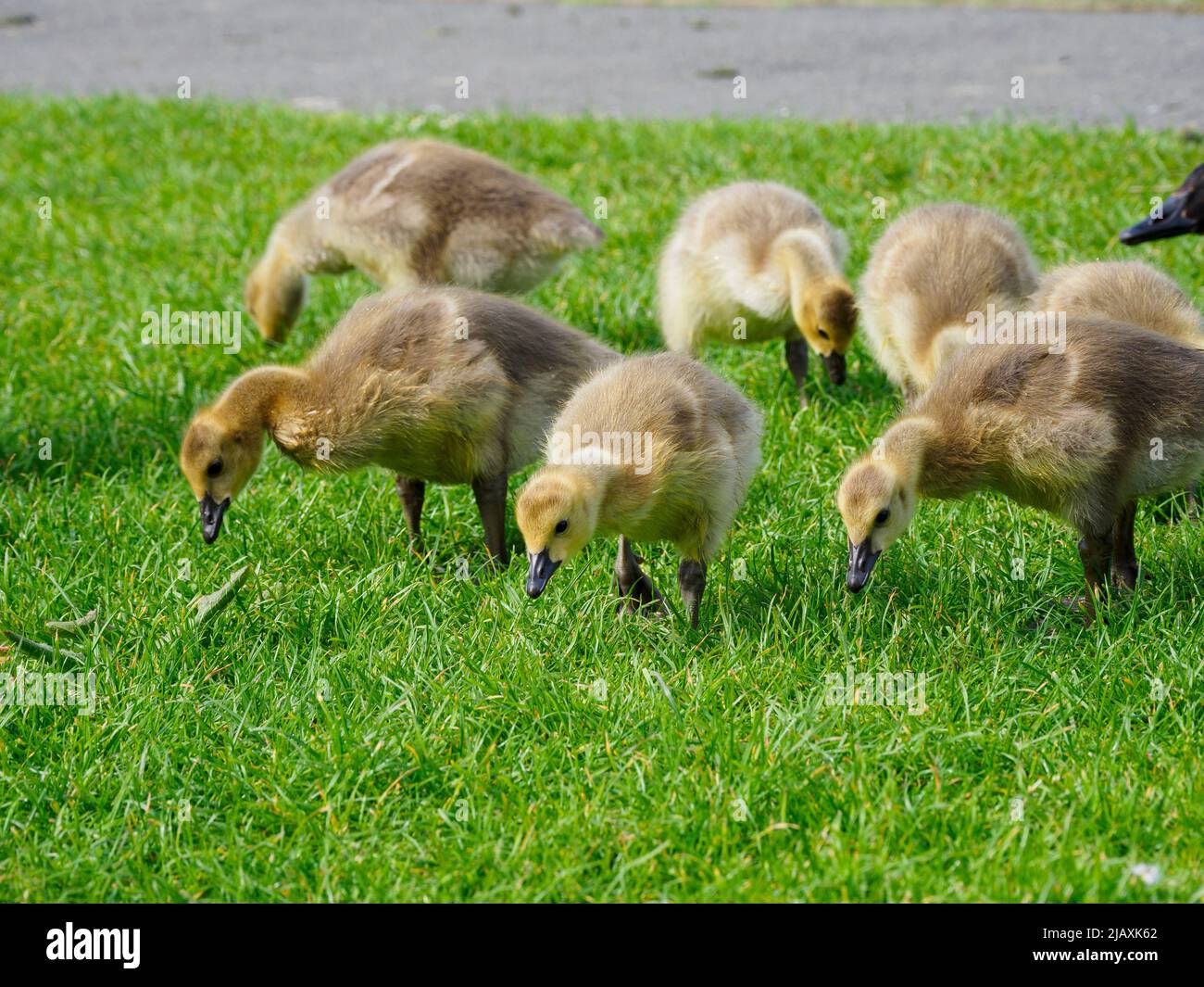 Goslings grazing grass beside the Bude canal, Cornwall, UK Stock Photo