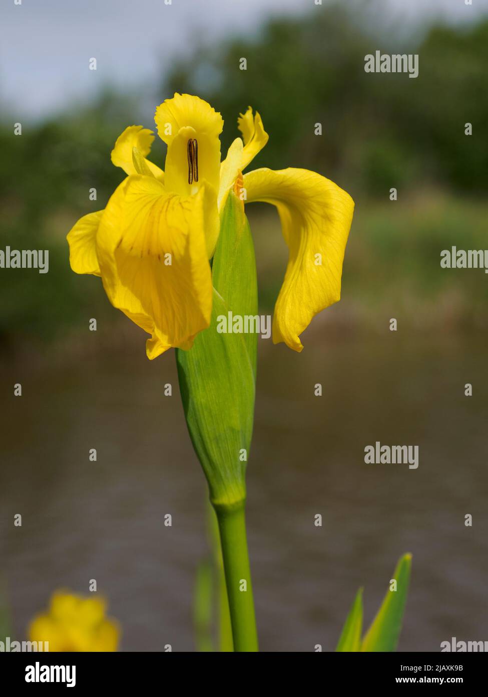Yellow iris, Iris pseudacorus growing along the Bude canal, Cornwall, UK Stock Photo