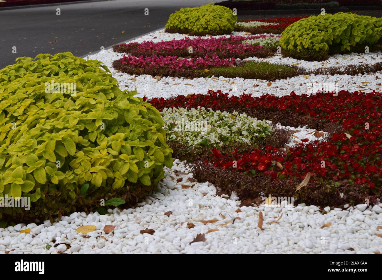 Flowers, Marigold, Bedding Begonia. Flowerbed with yellow marigolds close-up and Begonia. Flowerbed decoration in a city park. Yellow Marigolds flower Stock Photo