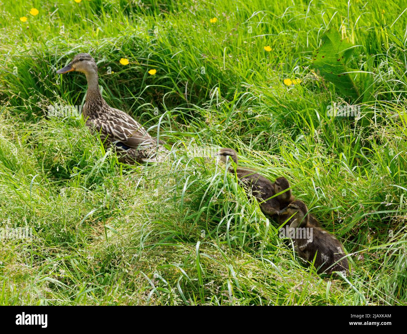 Anas platyrhynchos, female mallard duck leading ducklings through the long grass, UK Stock Photo