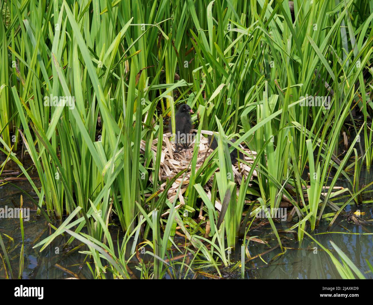 Gallinula chloropus, Moorhen chicks on a nest in the reeds, Cornwall, UK Stock Photo