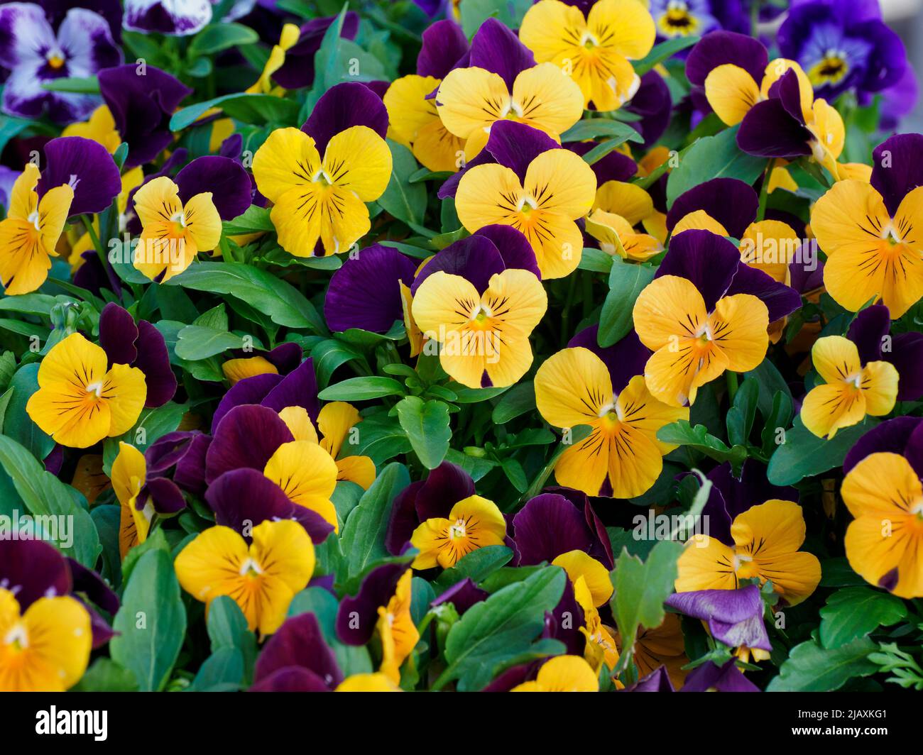 Wild Pansies, viola tricolor, with yellow flowers and purple wing, UK Stock Photo