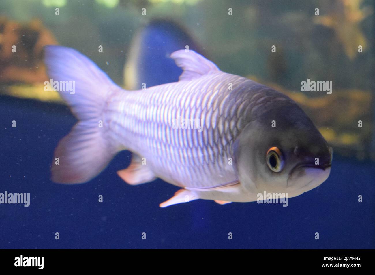 Hoven's carp (Leptobarbus hoevenii), also known as the mad barb or sultan fish. Stock Photo