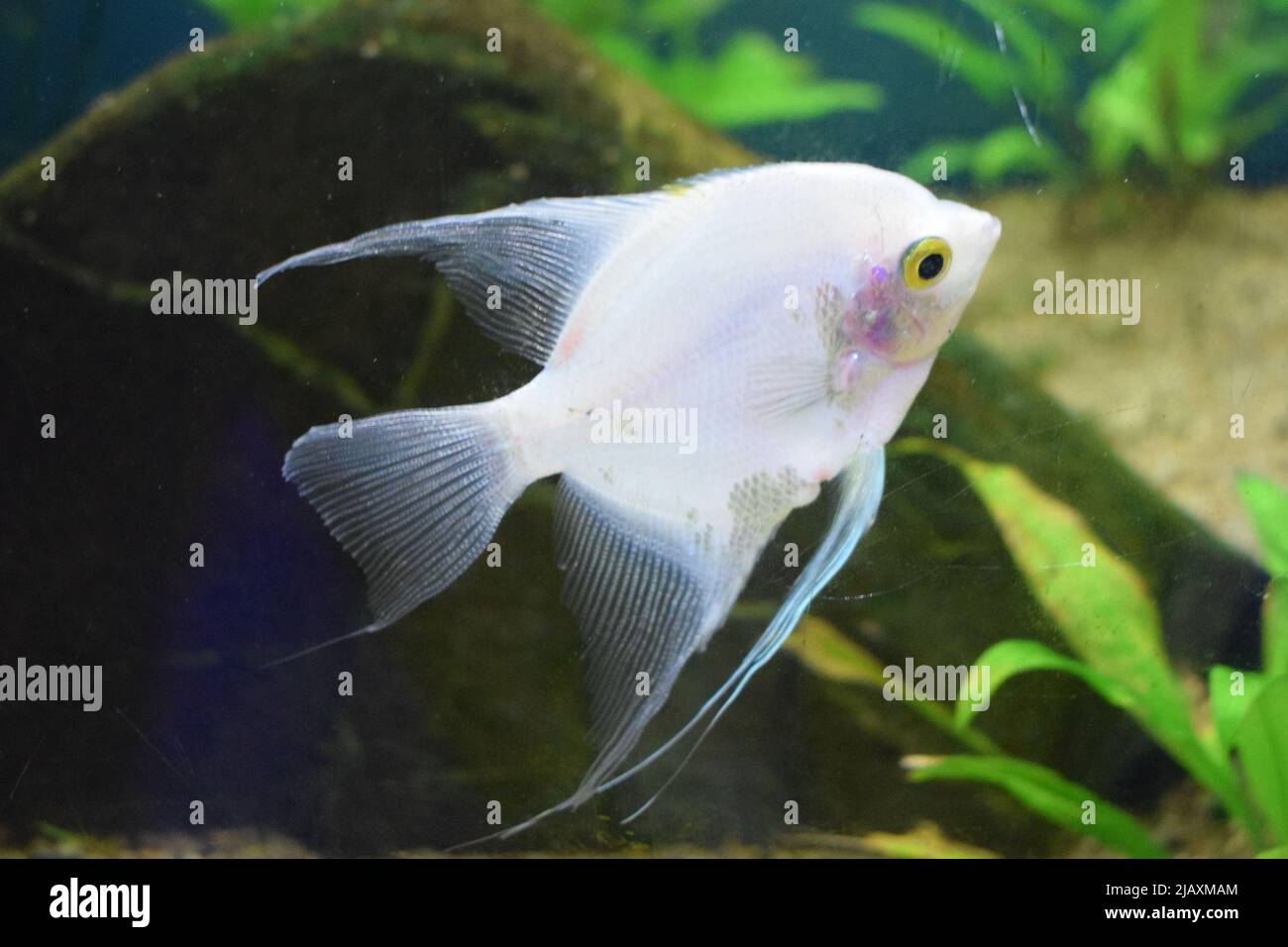 Fresh water planted aquarium with silver angelfish. Angelfish in tank fish with blurred background (Pterophyllum scalare) Stock Photo