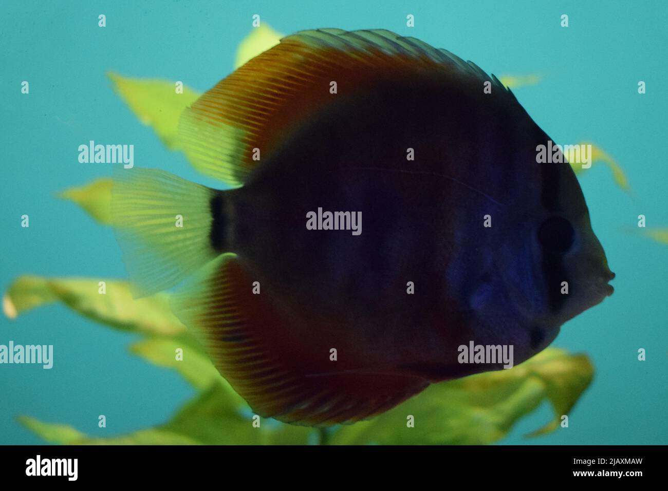 Learn About Symphysodon Discus (Pompadour Fish)