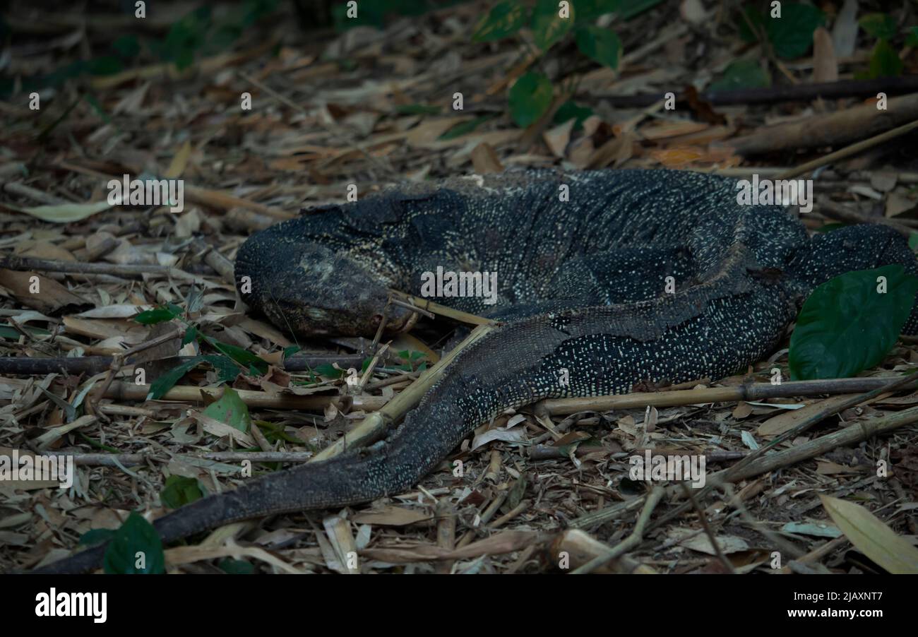 A monitor lizard rest in a garden, Monitor lizards are large lizards in