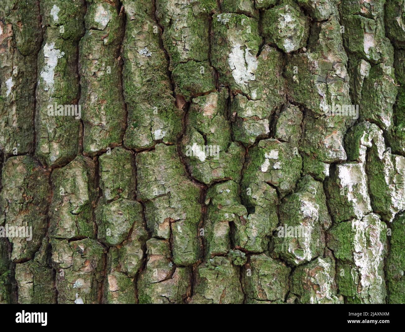 Texture of tree bark, macro photo. Full-frame image of tree bark. Stock Photo