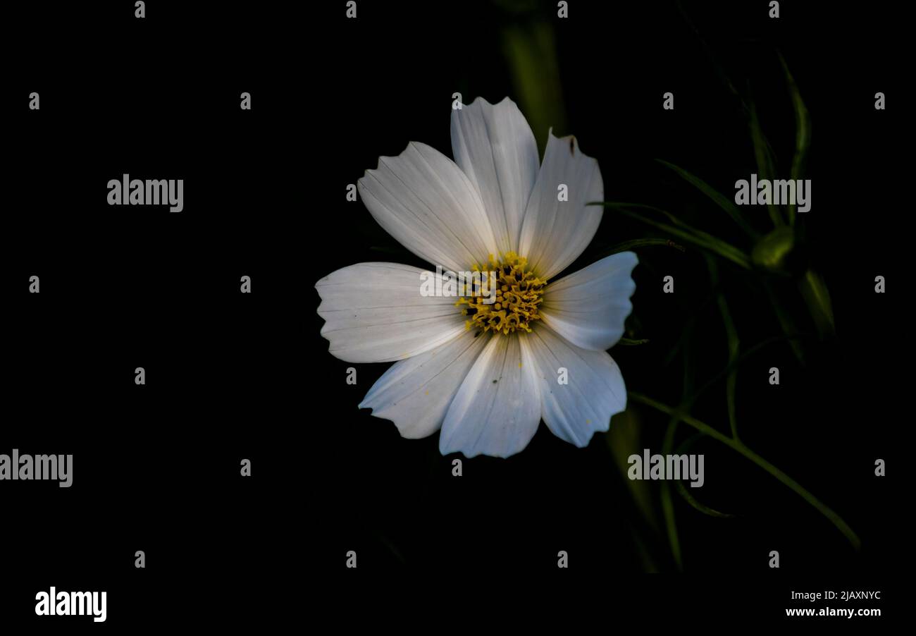 Beautiful cosmos flower hi-res stock photography and images - Alamy