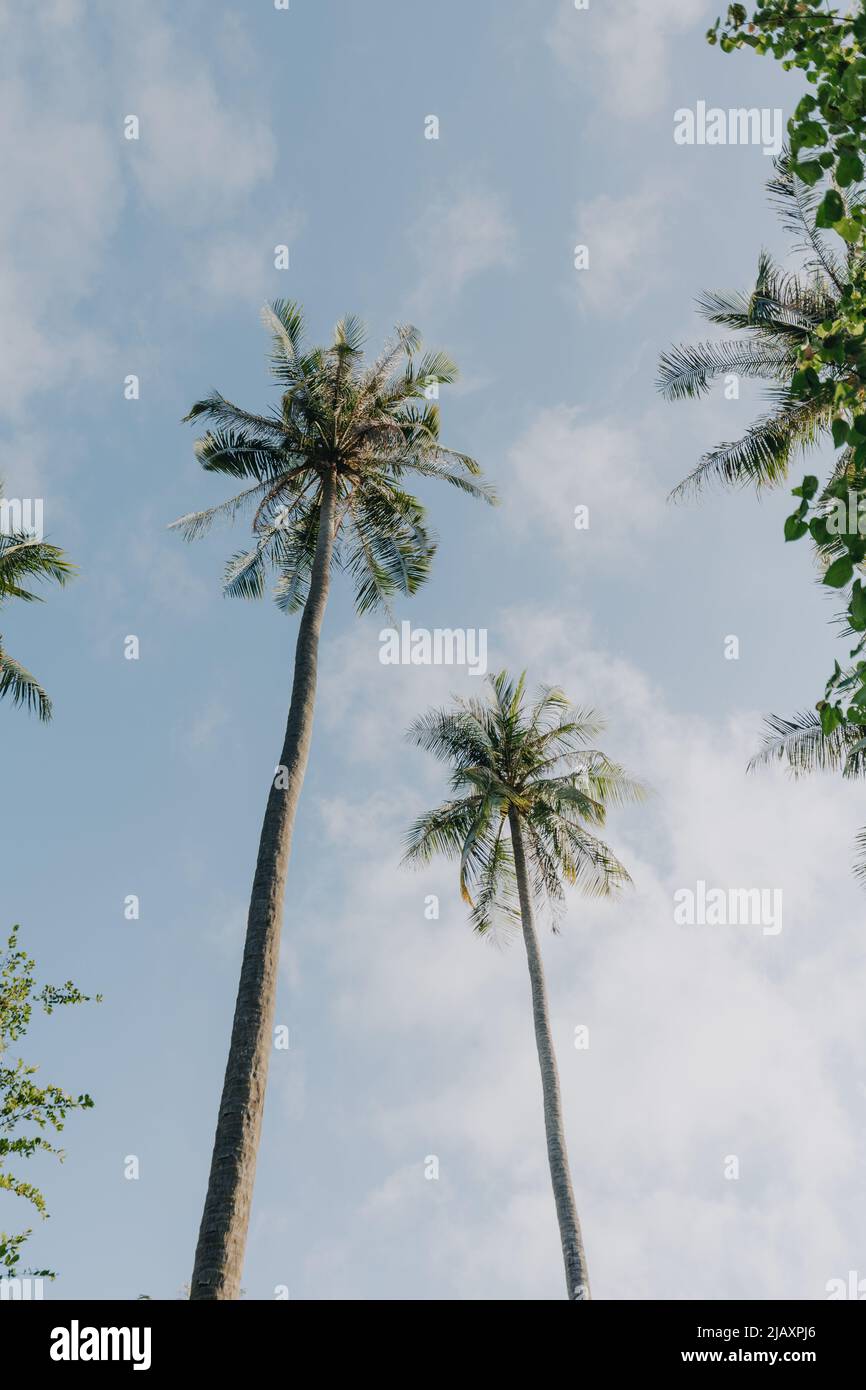 Palmtrees seen from below with clear sky Stock Photo