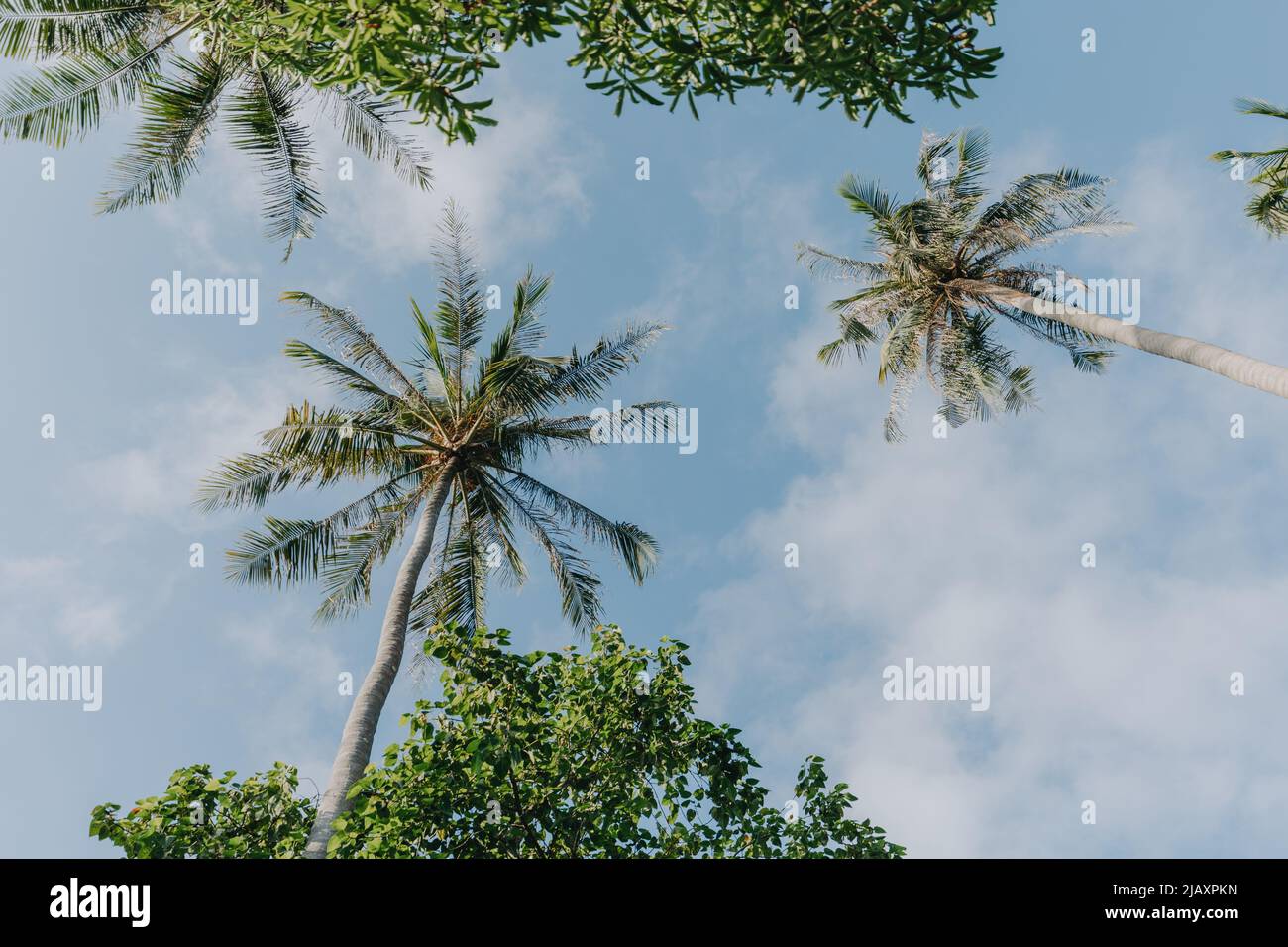 Palmtrees seen from below with clear sky Stock Photo