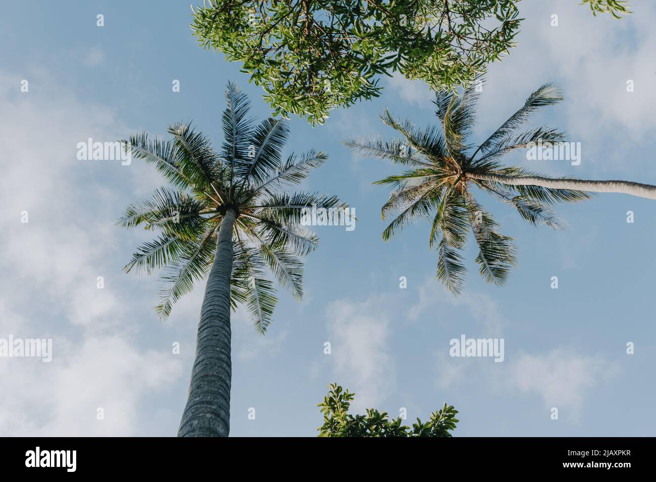 Palmtrees seen from below with clear sky Stock Photo