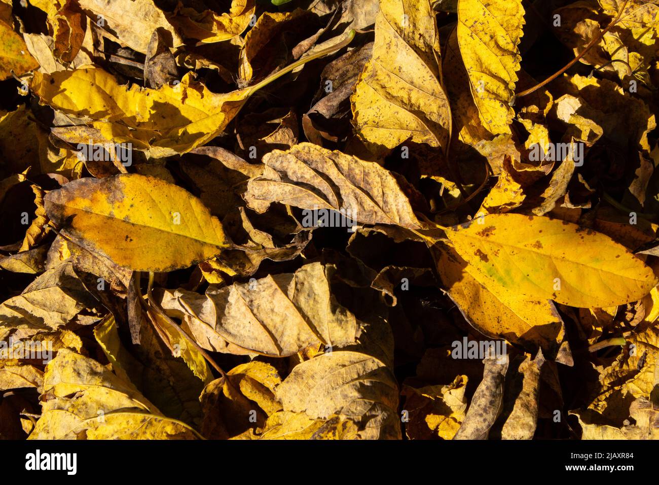 Goiânia, Goias, Brazil – June 01, 2022: Texture of a bunch of dry, yellowed leaves covering the ground in the yard. Stock Photo