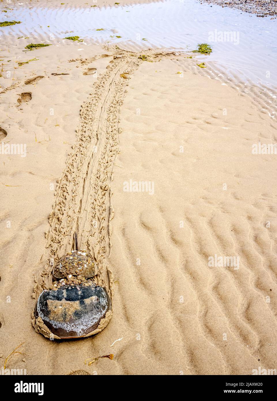 These Horseshoes Crab are a male, and female. The male hooks onto the female. They bury themselves in sand, and get covered with sand and shells. Stock Photo