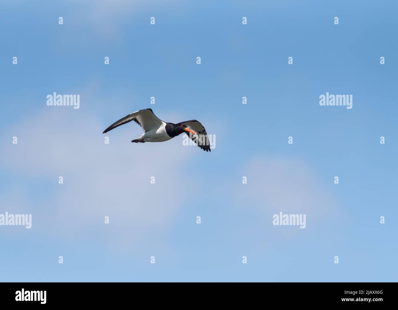 Flying Oystercatcher (Haematopus ostralegus) Stock Photo