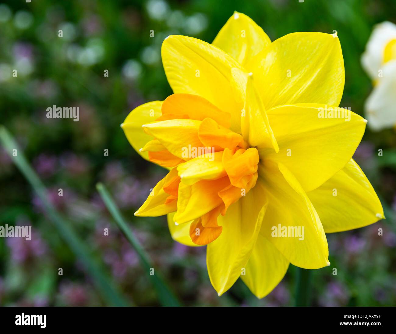Flower decorative two-tone Narcissus (Latin Narcissus) Stock Photo