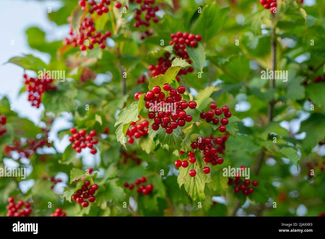 Guelder Rose berries, pretty ornamental plant with bright juicy berries
