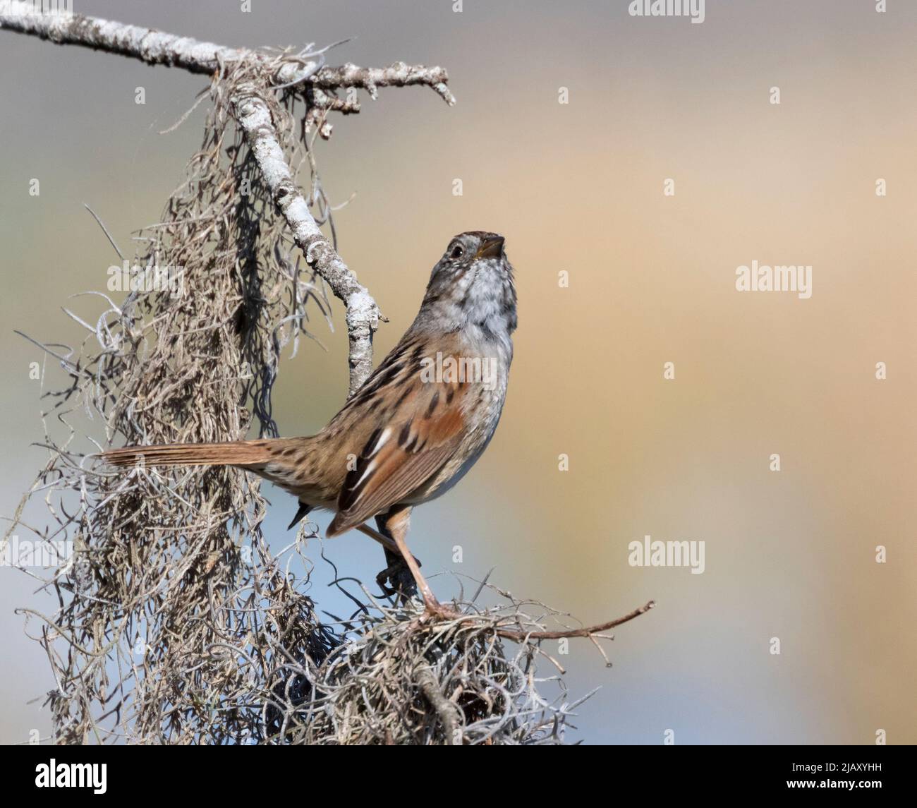 The swamp sparrow (Melospiza georgiana) Stock Photo