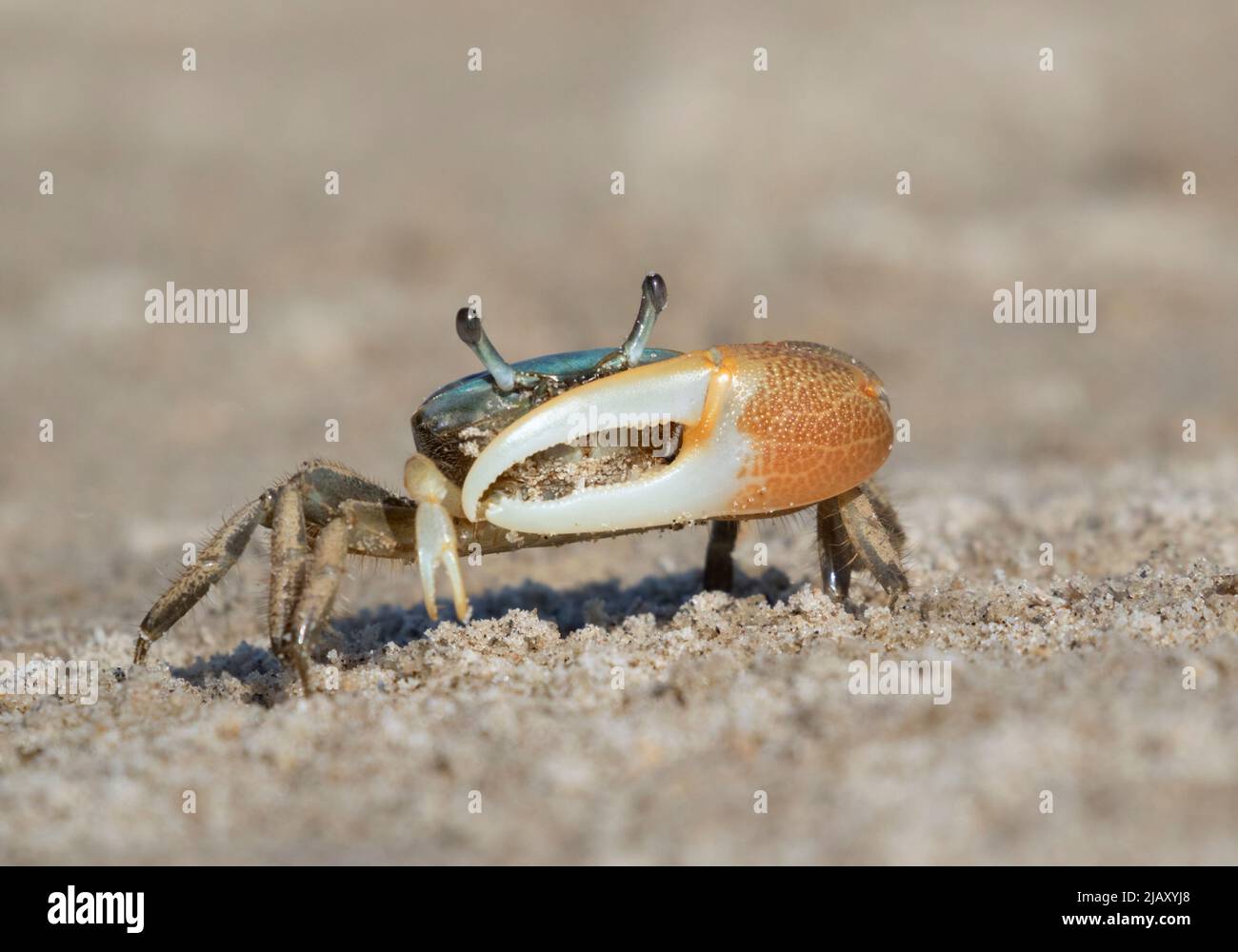 Male brackish water fiddler crab (Uca minax) in Galveston, Texas Stock Photo
